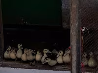 Ducks — photo 1