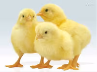 Chickens — Foto 3