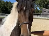 Caballo, American paint horse — foto 5