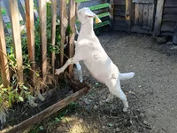 Goats (batch, sex not specified), Goats — photo 4