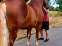 Kůň, Noriker — foto 2
