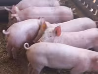मादा सूअर — फ़ोटो 1