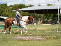 At, American paint horse — foto 7