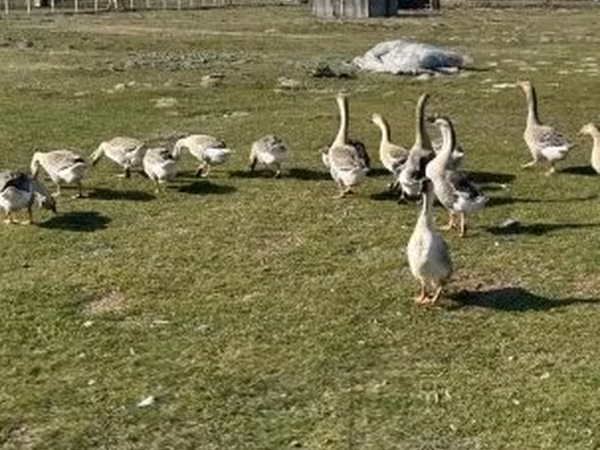 Geese