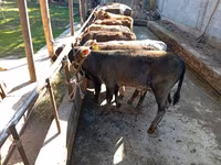 Býk, Swiss cattle — foto 5
