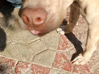 8 ayliq pitbull qiymet 100 razlasmq olar — 照片 1