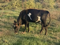 Vaca, Ganado vacuno — foto 1