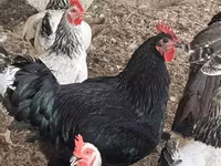 Turkeys — foto 6