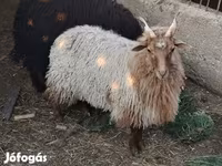 Овца, Рацка овца — фото 5