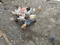 Chickens — photo 3