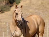 At, Quarter Horse — foto 7