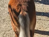 Cavalo, Shetland Pony — foto 3