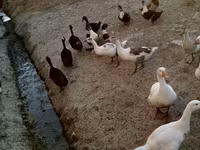 Ducks — photo 2