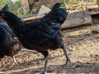 Australorp — photo 6