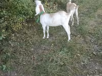 Koza, Nubian Goat — foto 4