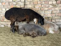 Oveja, Arashan sheep — foto 2