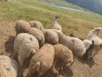 Sheep, Sheep — photo 4