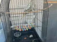 Real alana, qiymətdə razılaşmaq olar. Nimfa (Cockatiel) + qəfəs və — 照片 3