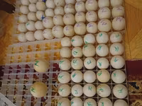 Ducks — Foto 2