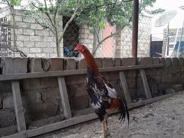 Chickens — Azərbaycan