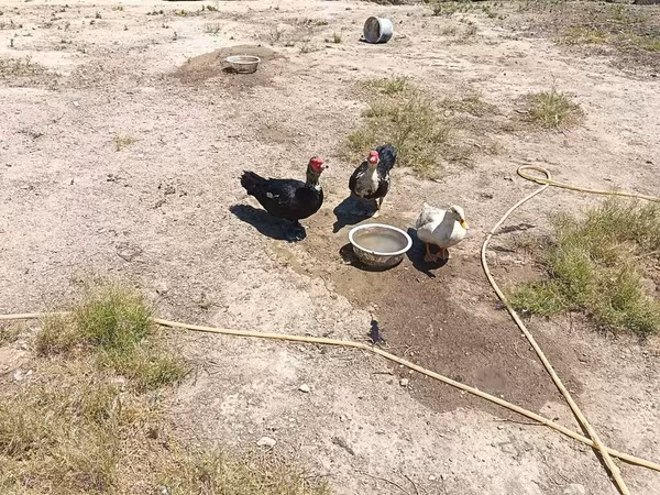 Ducks — Azərbaycan