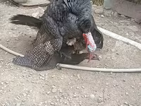Turkeys — foto 1