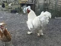 Chickens — foto 2