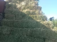 Կորնգանի տուկ այս տարվա — zdjęcie 2