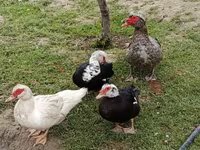 Ducks — foto 7