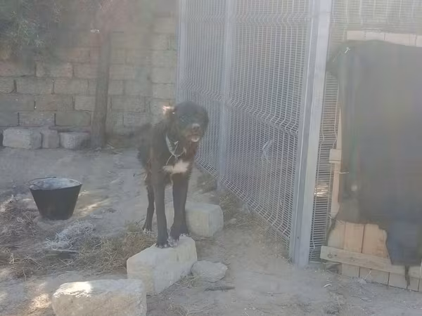 Çoban iti qafqaz2si 300m peyvəndi vurulub 1yasinda 2side