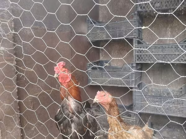Chickens