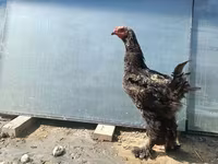 Brahma — Foto 3