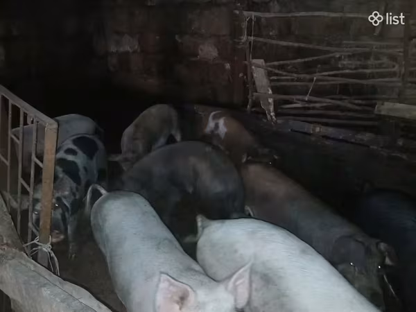 Eber, Schweine — Armenien