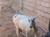 बकरी, Saanen goat — फ़ोटो 8