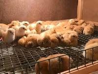 Chickens — photo 2