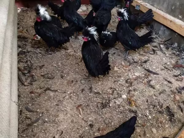 Chickens — أرمينيا