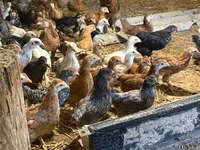 Chickens — photo 8