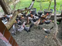 Holenderski bantam — zdjęcie 8