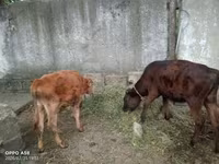İnək, Vəhşi jak — foto 2