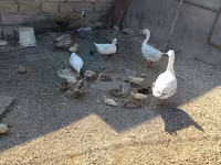 德国北京鸡 — 照片 1