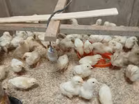 Chickens — الصورة 1