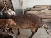 Qoç, Blackheaded Persian sheep — foto 2