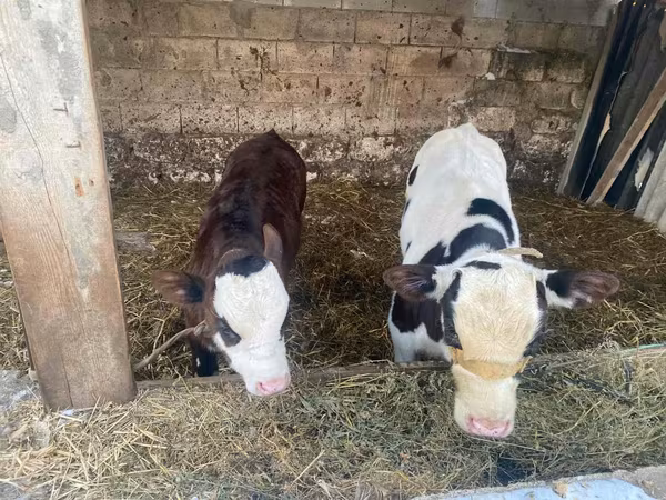 Buğa, Simmental cattle