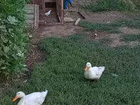 Ducks — photo 2