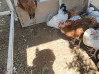 Chickens — 照片 4