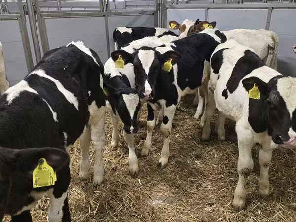 公牛, Russian Black pied cattle