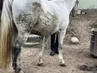 Kobyła, Konie — zdjęcie 3