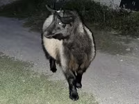 Goats (batch, sex not specified), Goats — photo 8