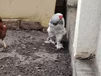 Brahma — foto 7