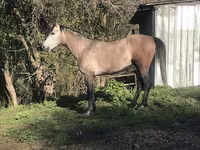 At, Arabian horse — foto 6